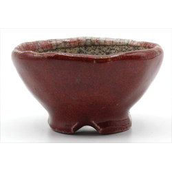 Bonsai pot JTAP1022 BUNZAN ECHIZEN