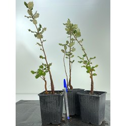 QUERCUS ILEX I-4717