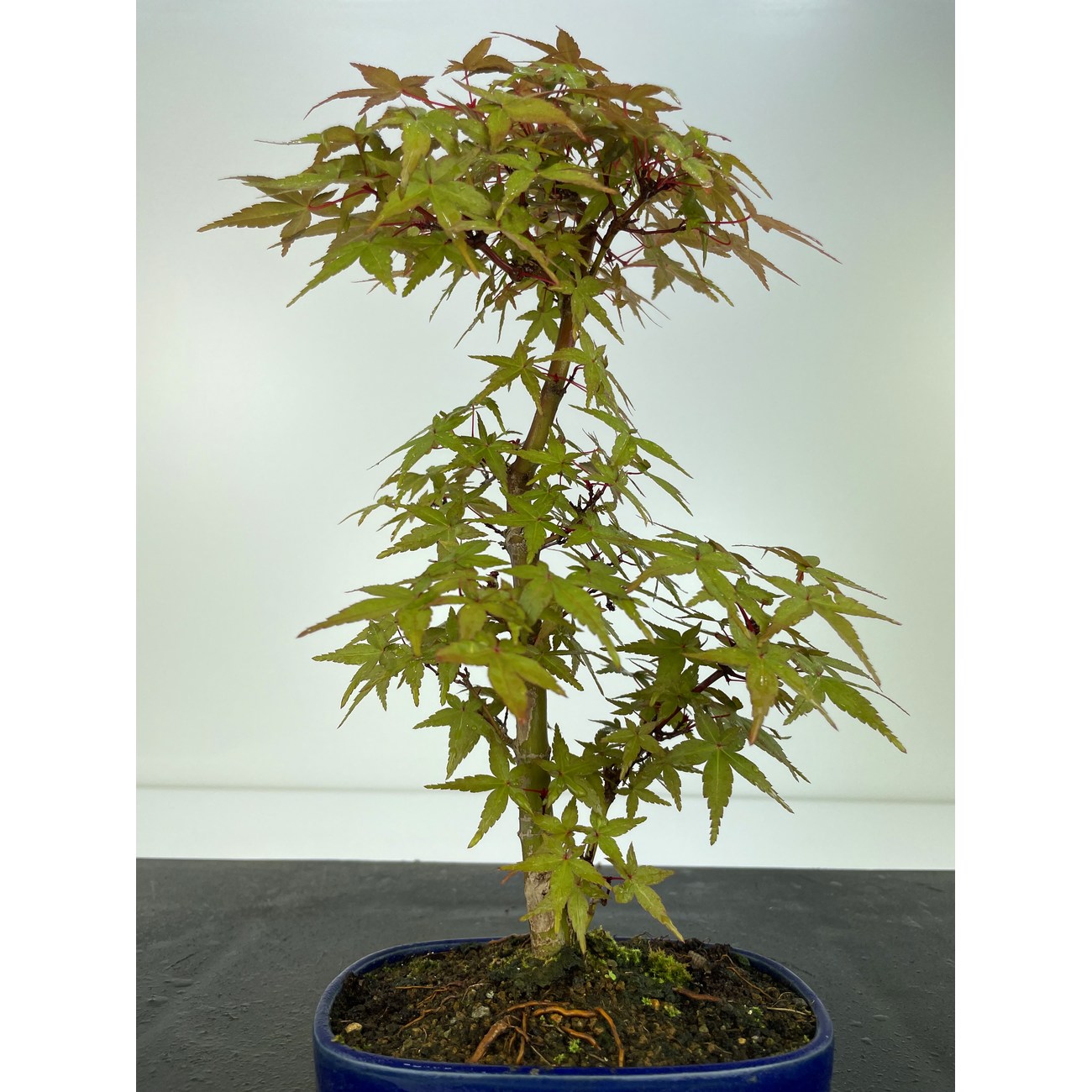 ACER PALMATUM DESHOJO I-4860