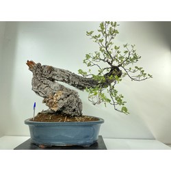 QUERCUS SUBER I-4998