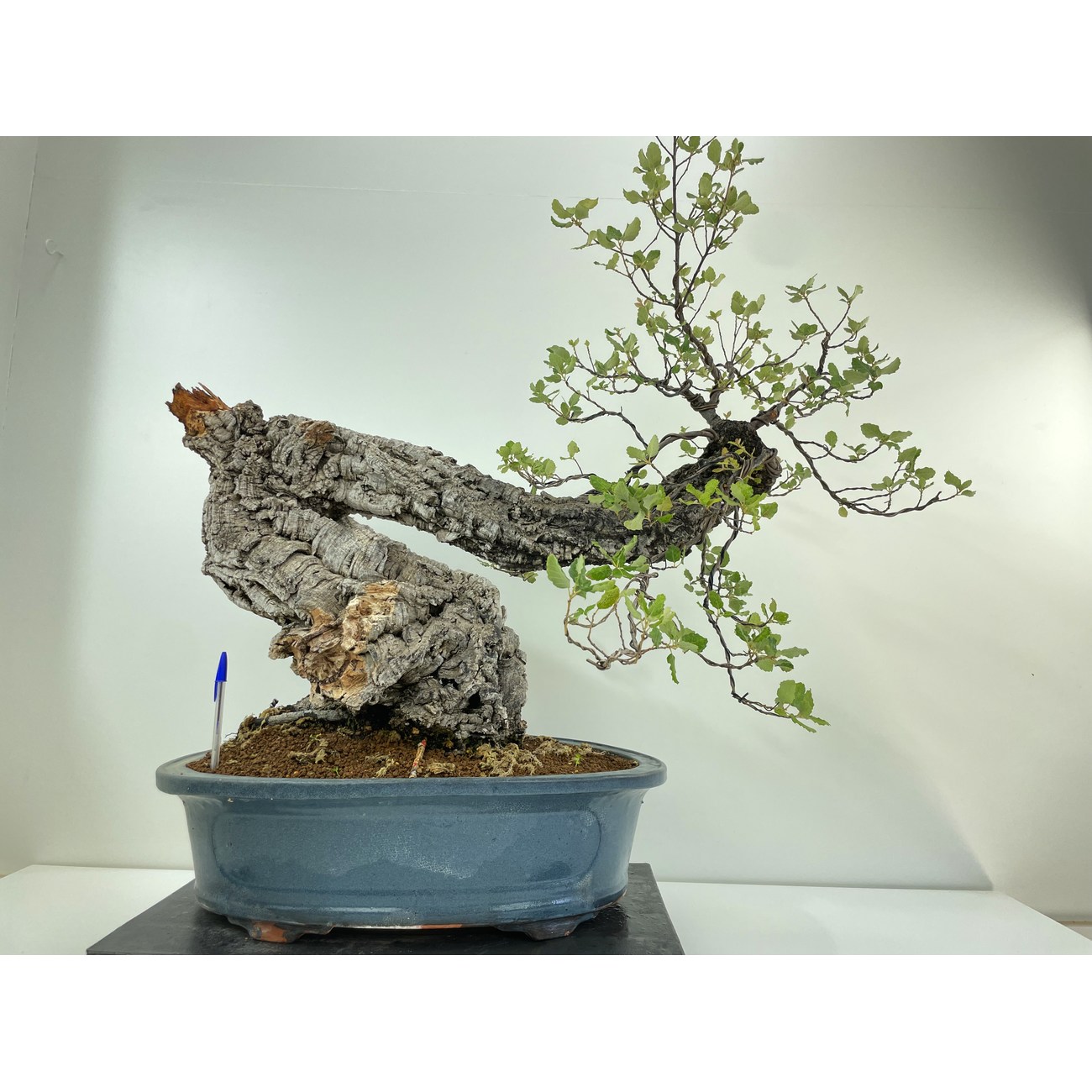 QUERCUS SUBER I-4998