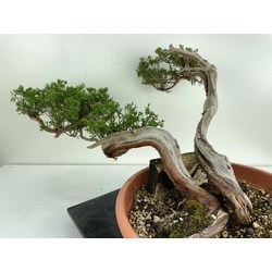 JUNIPERUS SABINA I-5103 View 3