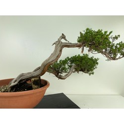 JUNIPERUS SABINA I-5103 View 4