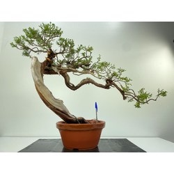 JUNIPERUS SABINA A00924