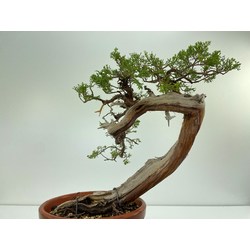 JUNIPERUS SABINA A00924 View 3