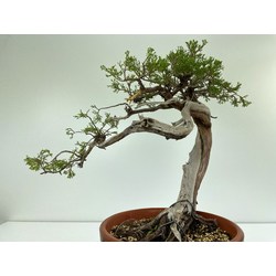 JUNIPERUS SABINA A00924 View 4