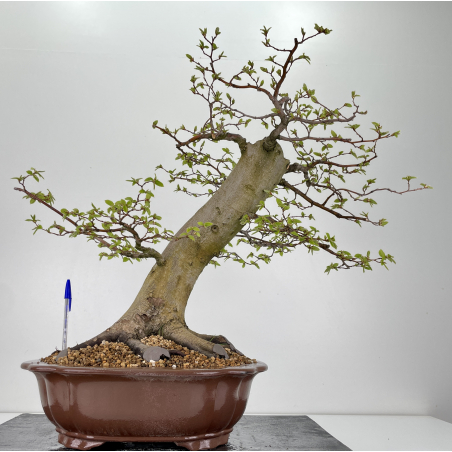carpinus betulus carpe europeo bonsái i 6365 laos garden