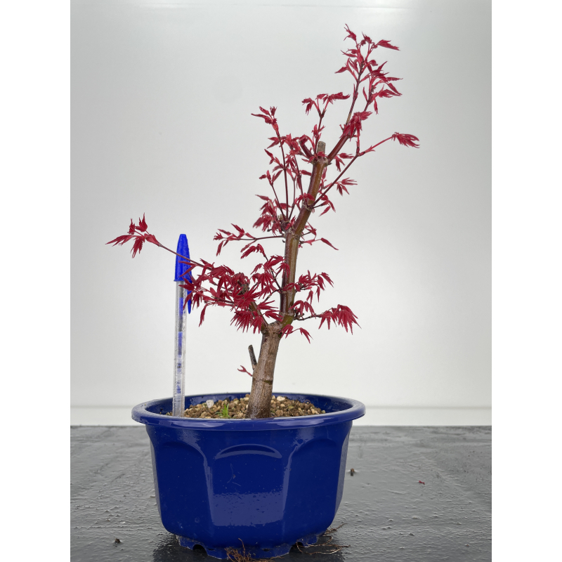 Acer palmatum deshojo I-6380