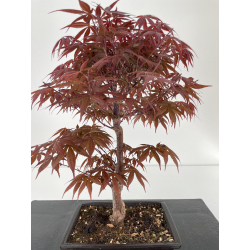 Acer palmatum shojo nomura bonsái I-6404