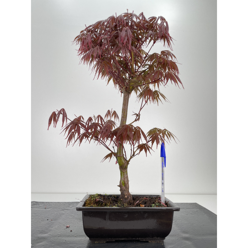 Acer palmatum beni kagami I-6417