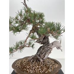 Pinus sylvestris I-6450 view 2