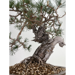 Pinus sylvestris I-6450 view 3