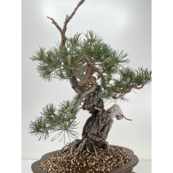 Pinus sylvestris I-6450 view 4