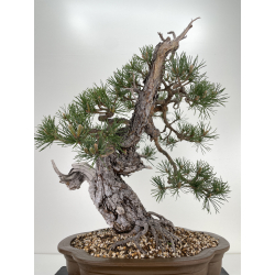 Pinus sylvestris I-6450 view 5