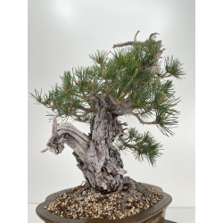 Pinus sylvestris I-6450 view 6