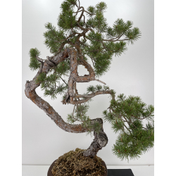 Pinus sylvestris (pino silvestre europeo) I-6471 vista 2