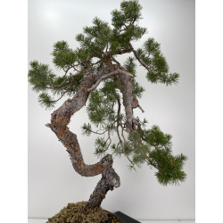 Pinus sylvestris (pino silvestre europeo) I-6471 vista 4