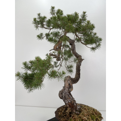 Pinus sylvestris (pino silvestre europeo) I-6471 vista 6