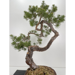 Pinus sylvestris (pino silvestre europeo) I-6471 vista 5