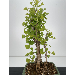 Vendita Bonsai Ginkgo biloba-Bonsai OnLine