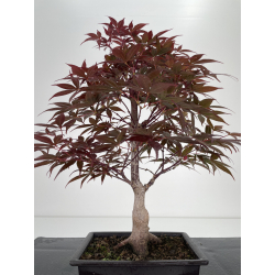 Acer palmatum shojo nomura bonsái I-6563