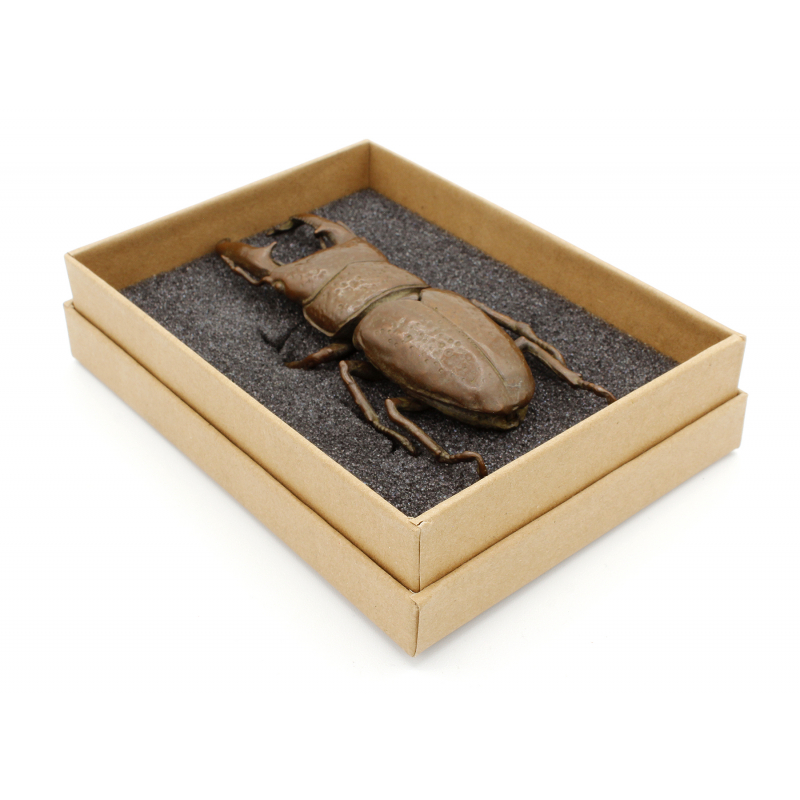 Japanese copper-bronze tenpai 125 giant beetle