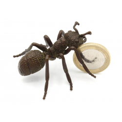 Japanese copper-bronze tenpai 135 ant view 2