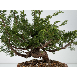 Juniperus chinensis itoigawa I-6981 vista 3