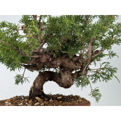 Juniperus chinensis itoigawa I-6984B vista 2