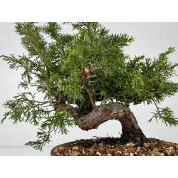 Juniperus chinensis itoigawa I-6984B vista 3