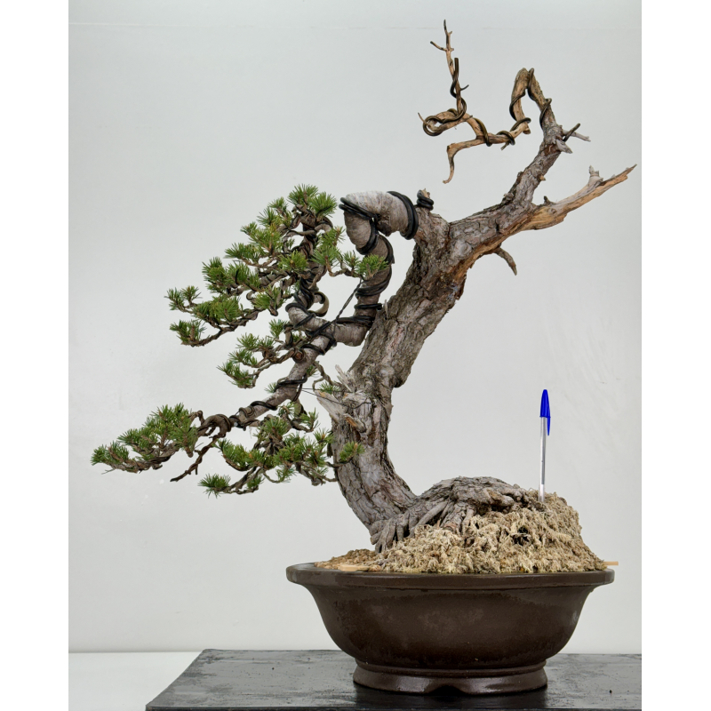 Pinus sylvestris I-6985