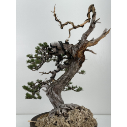 Pinus sylvestris I-6985 view 4