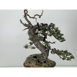 Pinus sylvestris I-6985 view 6