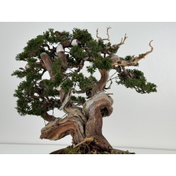 Juniperus sabina A00457 view 5