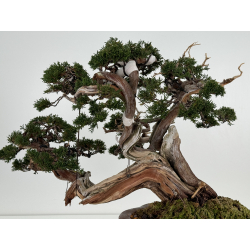 Juniperus sabina A00457 view 6