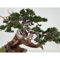 Juniperus sabina A00457 view 4