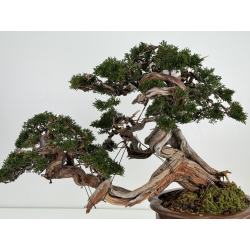 Juniperus sabina A00457 view 7