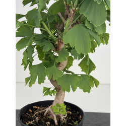 Ginkgo biloba I-7115 vista 2