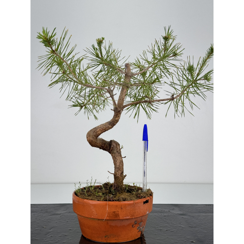 Pinus sylvestris I-7129