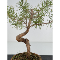 Pinus sylvestris I-7129 view 2