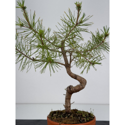 Pinus sylvestris I-7129 view 3