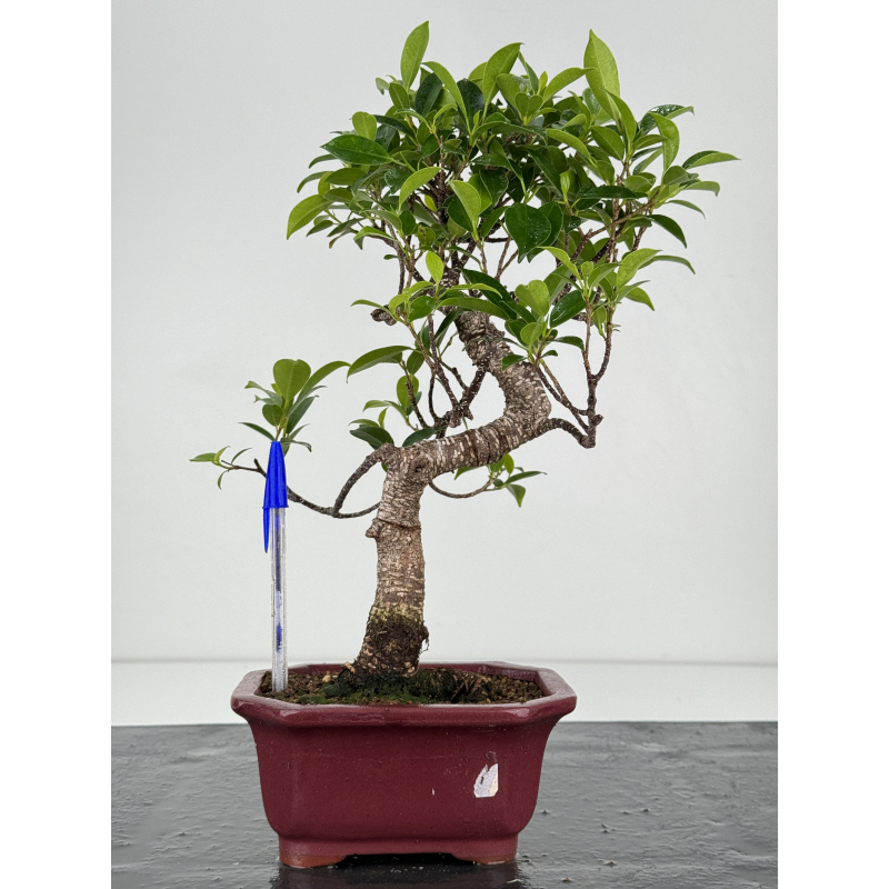 Ficus retusa I-7157