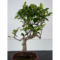 Ficus retusa I-7157 vista 2