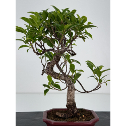 Ficus retusa I-7157 vista 3