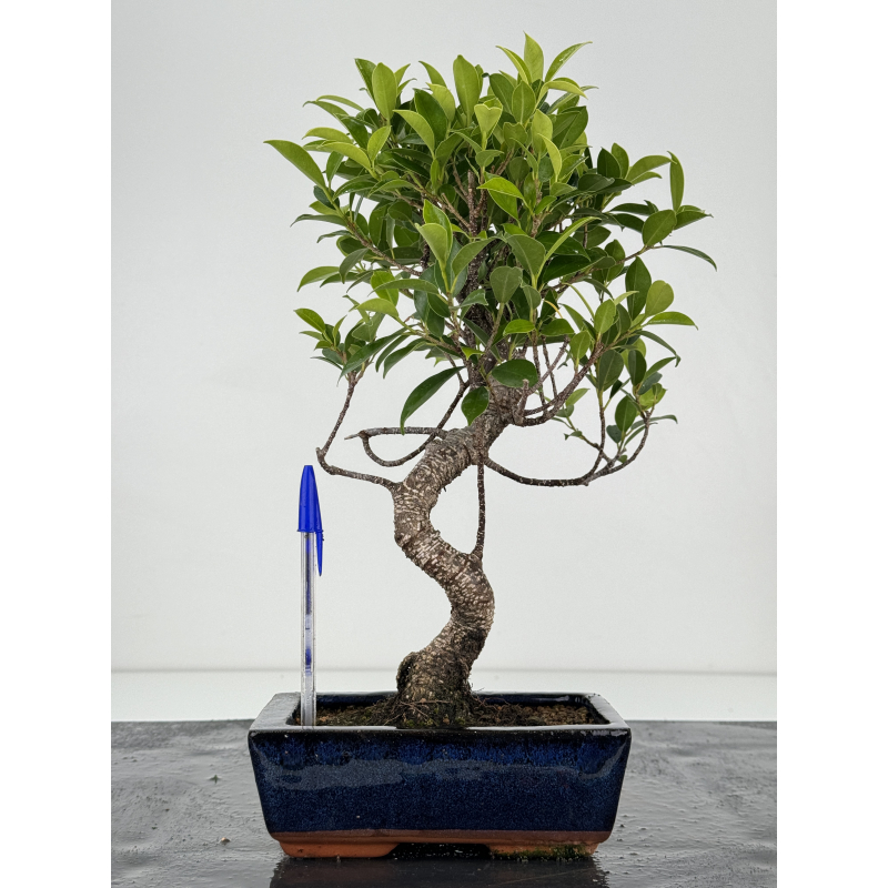 Ficus retusa I-7160