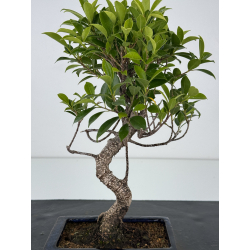 Ficus retusa I-7160 vista 2