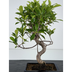 Ficus retusa I-7160 vista 3