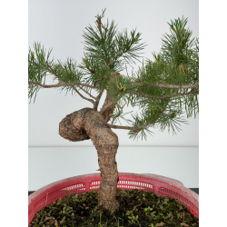 Pinus sylvestris I-7170 view 3