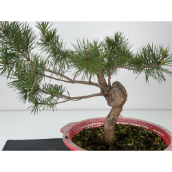 Pinus sylvestris I-7170 view 4