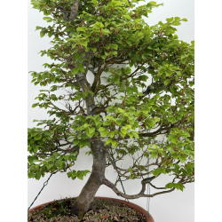 Fagus sylvatica -haya europea- I-7138 vista 2